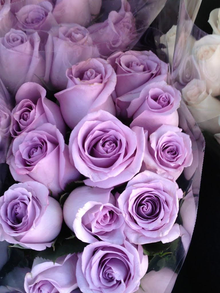 purple roses